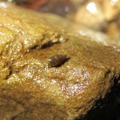 Potamopyrgus oppidanus