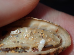 Rhyssoplax vauclusensis