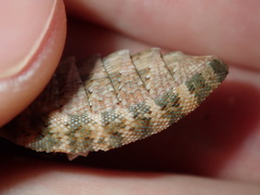 Rhyssoplax vauclusensis