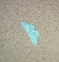Idaea sylvestraria