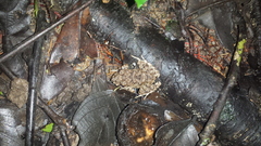 Oreobates quixensis