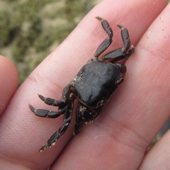 Cyclograpsus granulosus
