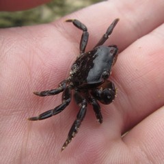 Cyclograpsus granulosus
