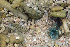 Ctenogobiops feroculus