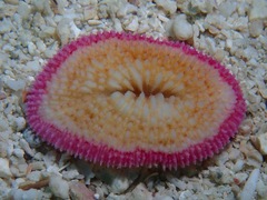 Ctenactis