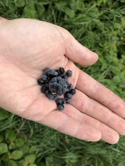 Rubus caesius