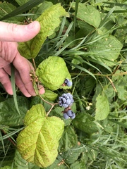 Rubus caesius