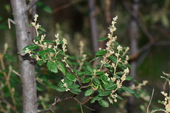 Pomaderris racemosa
