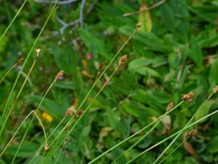 Carex illota
