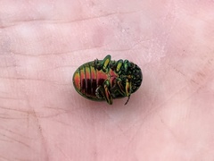 Chrysolina fastuosa