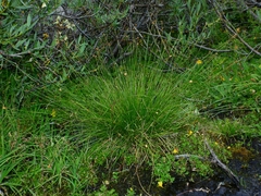 Carex illota