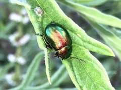 Chrysolina fastuosa