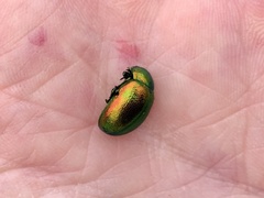 Chrysolina fastuosa