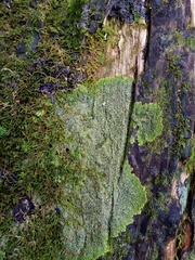 Pannaria pulverulacea