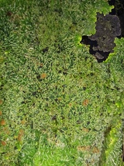 Pannaria pulverulacea