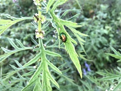 Chrysolina fastuosa