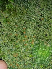 Pannaria pulverulacea