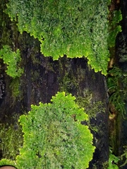 Pannaria pulverulacea