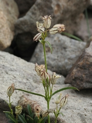 Silene sargentii