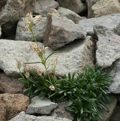 Silene sargentii