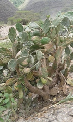 Opuntia caracassana