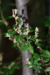 Pomaderris racemosa