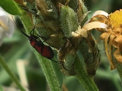 Lopidea nigridia serica