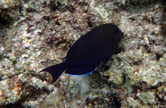 Acanthurus nigrofuscus