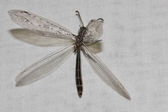 Heoclisis fundata