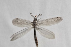 Heoclisis fundata