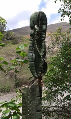 Cereus hexagonus
