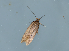 Bryotropha senectella