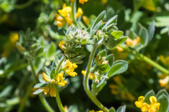 Acmispon heermannii heermannii