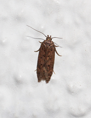 Bryotropha senectella