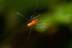 Argyrodes miniaceus
