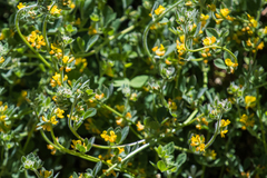 Acmispon heermannii heermannii