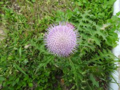 Cirsium japonicum