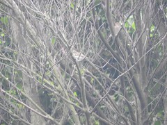 Anthus hodgsoni