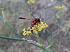 Rhynchium oculatum oculatum