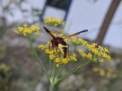 Rhynchium oculatum oculatum