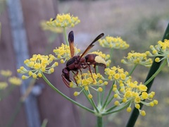 Rhynchium oculatum oculatum