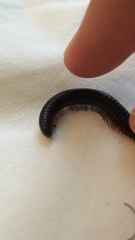 Pachyiulus oenologus