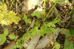 Haloragis erecta erecta