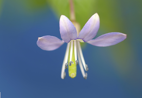 Cleome rutidosperma