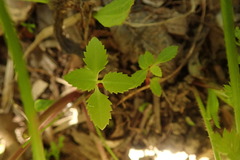 Haloragis erecta erecta