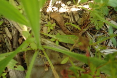 Haloragis erecta erecta