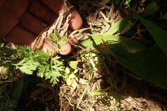 Haloragis erecta erecta