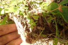 Haloragis erecta erecta