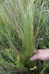 Stipa sareptana