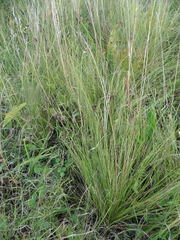 Stipa sareptana